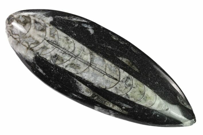 Bargain Polished Fossil Orthoceras (Cephalopod) - Morocco #138382
